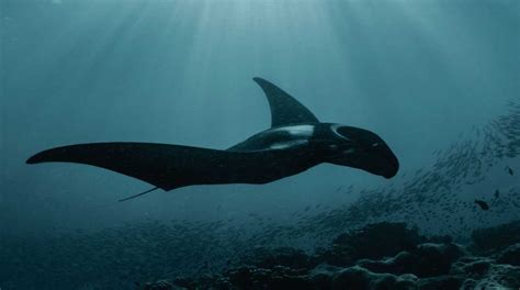 panerai ocean conservation initiative